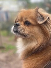 TEDDY4, Hund, Mischlingshund in Lingen - Bild 11