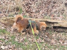 TEDDY4, Hund, Mischlingshund in Lingen - Bild 12