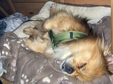 TEDDY4, Hund, Mischlingshund in Lingen - Bild 13