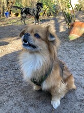 TEDDY4, Hund, Mischlingshund in Lingen - Bild 14