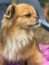 TEDDY4, Hund, Mischlingshund in Lingen - Bild 15