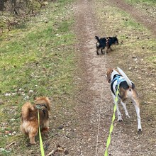 TEDDY4, Hund, Mischlingshund in Lingen - Bild 16