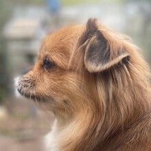 TEDDY4, Hund, Mischlingshund in Lingen - Bild 17