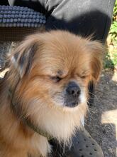 TEDDY4, Hund, Mischlingshund in Lingen - Bild 18