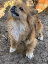 TEDDY4, Hund, Mischlingshund in Lingen - Bild 19