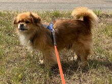 TEDDY4, Hund, Mischlingshund in Lingen - Bild 2