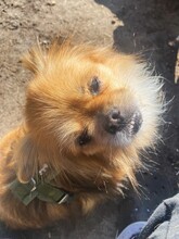 TEDDY4, Hund, Mischlingshund in Lingen - Bild 20
