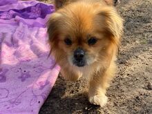 TEDDY4, Hund, Mischlingshund in Lingen - Bild 21