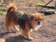 TEDDY4, Hund, Mischlingshund in Lingen - Bild 22