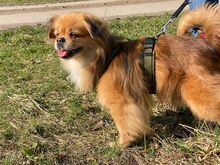 TEDDY4, Hund, Mischlingshund in Lingen - Bild 23