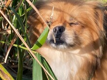 TEDDY4, Hund, Mischlingshund in Lingen - Bild 24