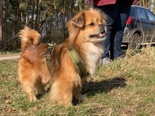 TEDDY4, Hund, Mischlingshund in Lingen - Bild 25