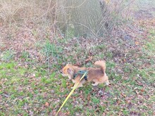 TEDDY4, Hund, Mischlingshund in Lingen - Bild 26