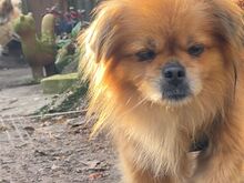 TEDDY4, Hund, Mischlingshund in Lingen - Bild 27