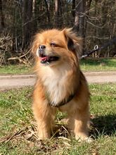 TEDDY4, Hund, Mischlingshund in Lingen - Bild 29