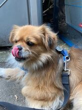 TEDDY4, Hund, Mischlingshund in Lingen - Bild 3