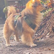 TEDDY4, Hund, Mischlingshund in Lingen - Bild 30