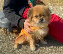 TEDDY4, Hund, Mischlingshund in Lingen - Bild 31