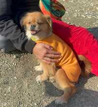 TEDDY4, Hund, Mischlingshund in Lingen - Bild 32