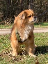 TEDDY4, Hund, Mischlingshund in Lingen - Bild 33