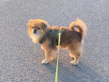 TEDDY4, Hund, Mischlingshund in Lingen - Bild 34