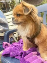 TEDDY4, Hund, Mischlingshund in Lingen - Bild 4