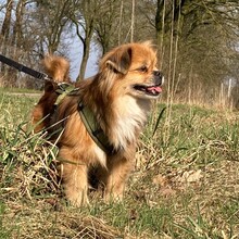 TEDDY4, Hund, Mischlingshund in Lingen - Bild 5