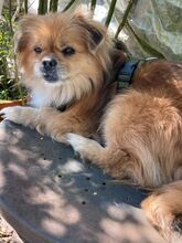 TEDDY4, Hund, Mischlingshund in Lingen - Bild 6