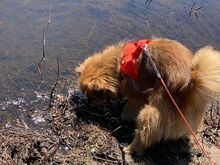 TEDDY4, Hund, Mischlingshund in Lingen - Bild 7