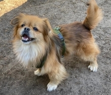 TEDDY4, Hund, Mischlingshund in Lingen - Bild 8