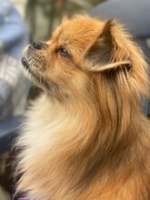 TEDDY4, Hund, Mischlingshund in Lingen - Bild 9