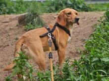 FRANZ, Hund, Mischlingshund in Italien - Bild 3