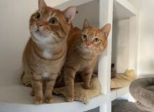 MOLLY, Katze, Europäisch Kurzhaar in Spanien - Bild 10