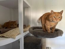 MOLLY, Katze, Europäisch Kurzhaar in Spanien - Bild 6