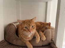 MOLLY, Katze, Europäisch Kurzhaar in Spanien - Bild 7