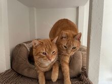 MOLLY, Katze, Europäisch Kurzhaar in Spanien - Bild 8