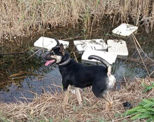 OTTO, Hund, Mischlingshund in Kroatien - Bild 13
