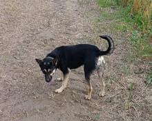 OTTO, Hund, Mischlingshund in Kroatien - Bild 14
