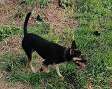 OTTO, Hund, Mischlingshund in Kroatien - Bild 15