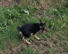 OTTO, Hund, Mischlingshund in Kroatien - Bild 16