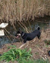 OTTO, Hund, Mischlingshund in Kroatien - Bild 4