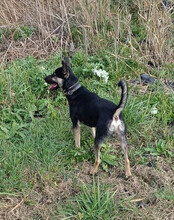 OTTO, Hund, Mischlingshund in Kroatien - Bild 9