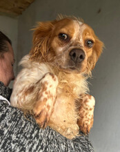 AMINA, Hund, Bretonischer Vorstehhund in Kroatien - Bild 10