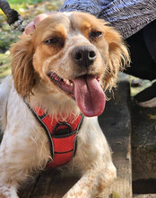 AMINA, Hund, Bretonischer Vorstehhund in Kroatien - Bild 2