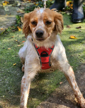 AMINA, Hund, Bretonischer Vorstehhund in Kroatien - Bild 7