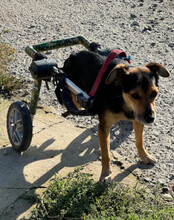 ROBY, Hund, Mischlingshund in Kroatien - Bild 10