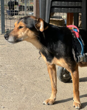 ROBY, Hund, Mischlingshund in Kroatien - Bild 8