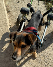 ROBY, Hund, Mischlingshund in Kroatien - Bild 9