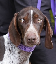 ALJOSCHA2, Hund, Pointer in Zypern - Bild 1