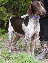 ALJOSCHA2, Hund, Pointer in Zypern - Bild 10